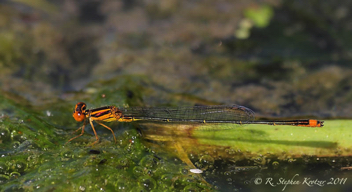 Enallagma pollutum, male